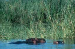 Sdliches Afrika, Zimbabwe - Zambia - Malawi: Expeditionsreise - Flusspferde
